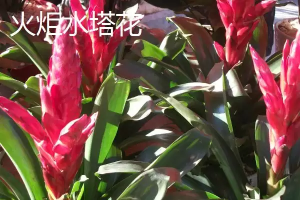 水塔花的种类？认识水塔花种类要了解哪些关键的品种分类和特性要点？插图6