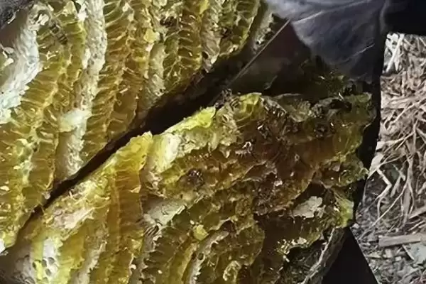 土养中蜂几月份割蜜，通常在初夏至中秋期间割蜜插图2