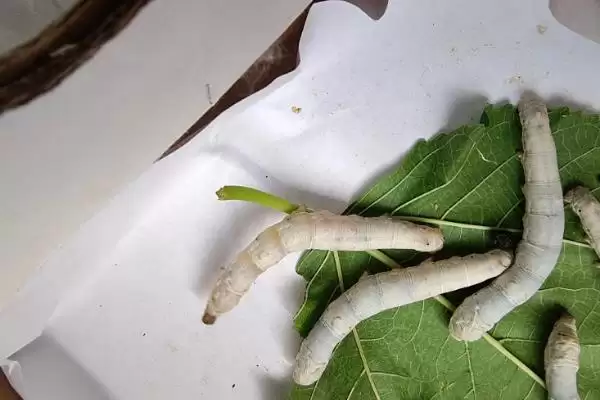 养蚕注意事项的方法和重点？养蚕注意事项要做好哪些细节？插图7