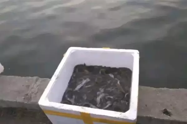 泥鳅打窝多久发窝？半小时至一小时的耐心等待插图3