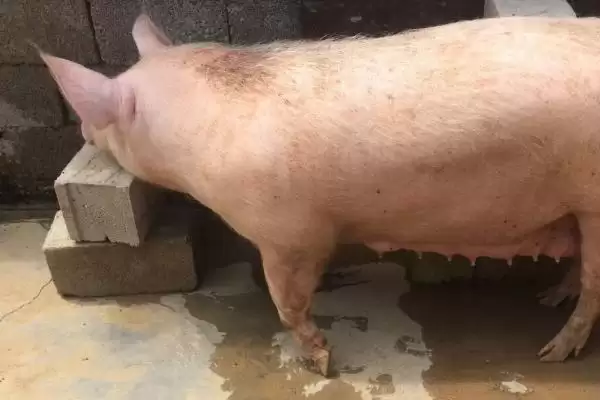 母猪死胎会有哪些症状表现呢,母猪死胎有体温升、食欲降、流浓液等表现插图2