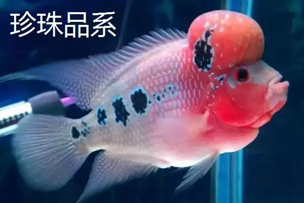 罗汉鱼起头时间是什么时候 ,珍珠品系罗汉鱼何时起头插图1