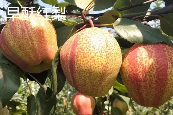 认识优质梨子品种的方法和重点？认识优质梨子品种要做好哪些细节？插图2