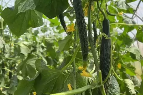 越冬水果型小黄瓜栽培技术的方法和重点？种越冬小黄瓜要做好哪些细节？插图7