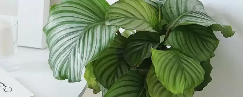 青苹果竹芋叶子焦边怎么处理，需进行遮阴处理-会东网