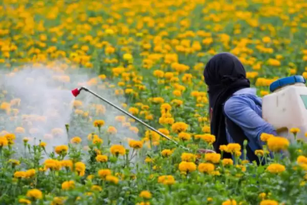菊花夏天的放置问题 ,夏天菊花放外面要做哪些防护呢？插图3