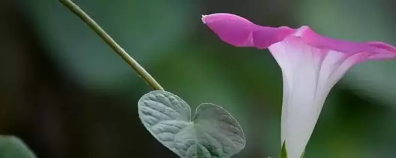 牵牛花的顽强生命力：花朵颜色多且生命力强的奥秘-会东网