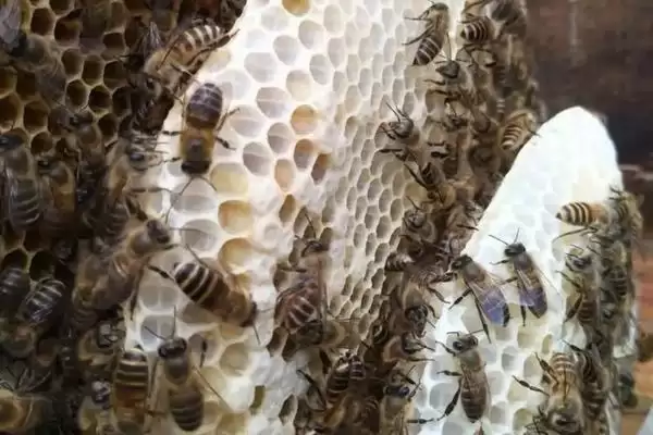 夏季快速繁中蜂的方法，要做好防暑降温工作插图4