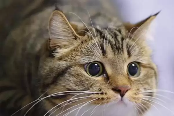 猫眼睛总是饱含泪水是何原因 ,猫患结膜炎可能致眼睛总含泪插图2