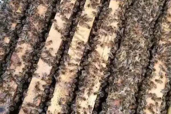 中蜂如何强群，介绍这十种方法及操作技巧插图5