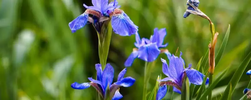 蓝色鸢尾花的花语 ,蓝色鸢尾花寓意着什么内涵呢？-会东网