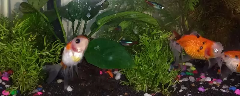 金鱼的食性 ,金鱼会吃水草这种水生植物吗-会东网