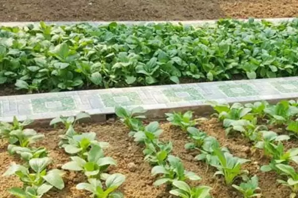蔬菜卖不出去的情况下怎么办？应对蔬菜滞销要采取哪些有效的解决办法？插图3