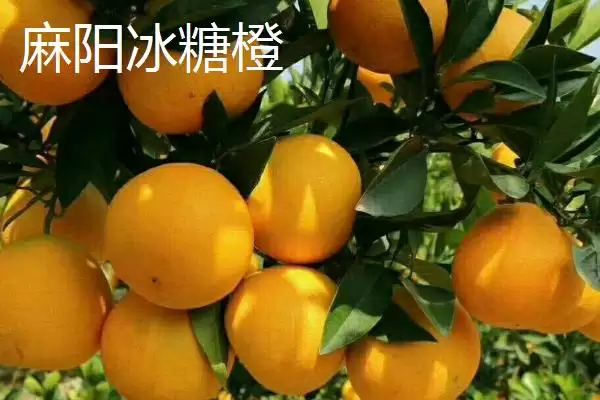 橙子著名产地与品质：赣州作为脐橙主产区的辉煌成就插图1