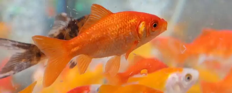 金鱼公母的区分方法 ,如何通过各部位鉴别金鱼公母-会东网