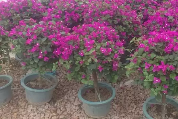 三角梅不开花怎么办？养护三角梅处理不开花问题要掌握哪些方法？插图3