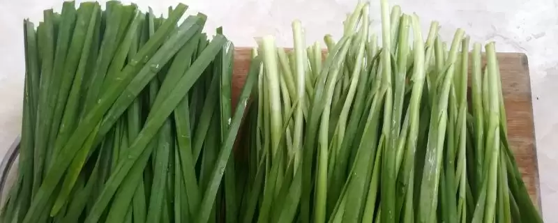 韭菜叶片干尖的原因及防治 ,韭菜叶片干尖如何对症下药进行防治？-会东网
