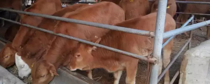 家畜饲养的情况，大多数企业都处于传统粗放型的发展状态-会东网
