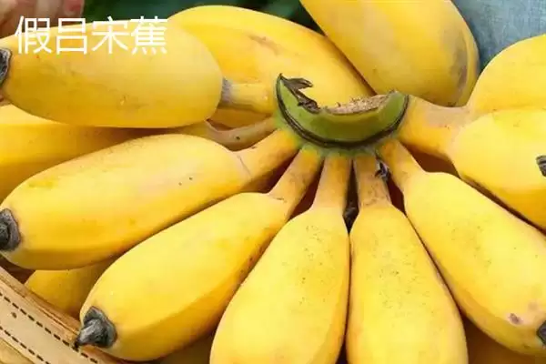 台湾香蕉的主要栽培品种，常见的有李林蕉、玫瑰蕉、旦蕉等插图14