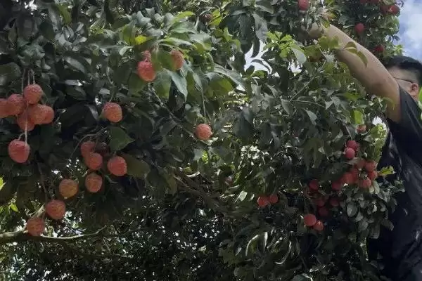 御金球荔枝品种的特性，生长势较强且裂果率低插图7