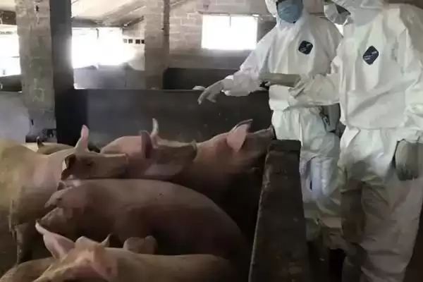 治疗猪肺疫的土方法，将蟾蜍和生姜捣烂再兑醋冲服插图2