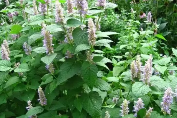 藿香什么时候开花，每年6-9月开花插图1
