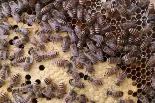蜜蜂春季怎样繁殖最快，需掌握好这四点插图3
