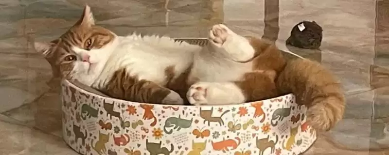 猫一般会有几个脚趾头呢 ,猫一般有十八个脚趾是常见情况-会东网