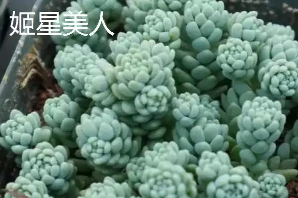 新手必看！姬胧月、虹之玉、冬美人等易养多肉植物推荐插图4