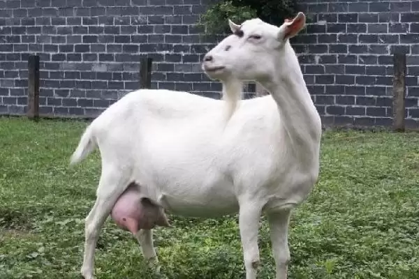 肉用型家畜的特点，生长速度快且单位体重产品率高插图4