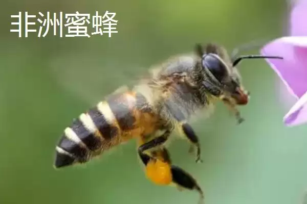 毒蜂的种类，常见以下10种插图2