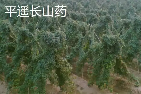 山西晋中市的特产，是国家级文化生态保护实验区插图5