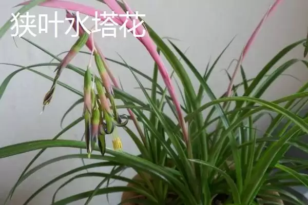 水塔花的种类？认识水塔花种类要了解哪些关键的品种分类和特性要点？插图1