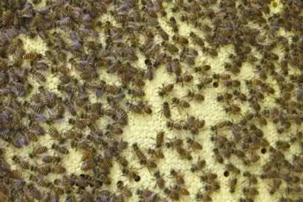 蜜蜂春季怎样繁殖最快，需掌握好这四点插图2