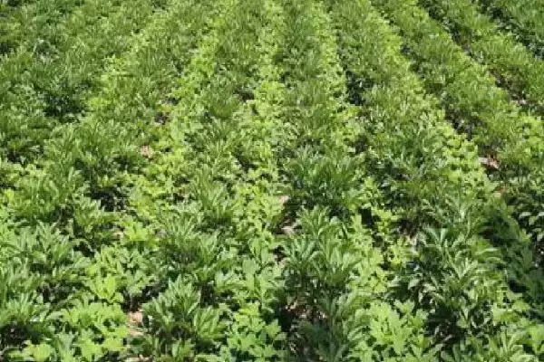 芍药苗什么时候栽，在八月中下旬到九月下旬进行插图2