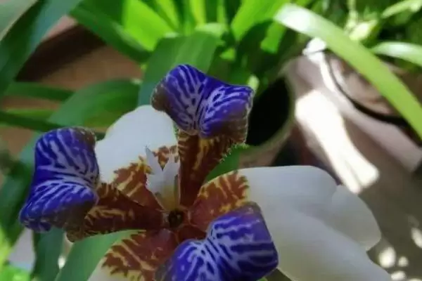 蓝色鸢尾花的花语 ,蓝色鸢尾花寓意着什么内涵呢？插图3