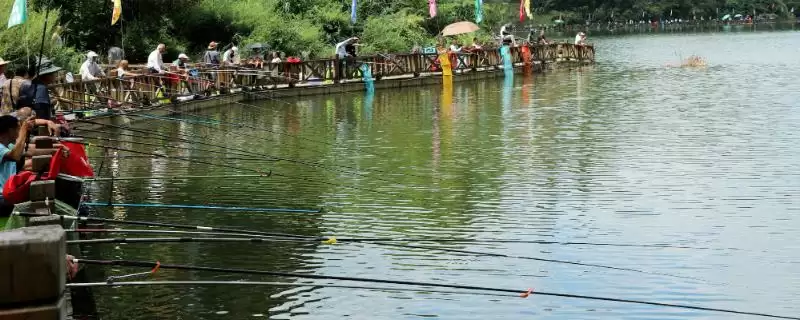 天气冷鲤鱼吃什么味型的饵料，首选蚯蚓、天下鲤等-会东网