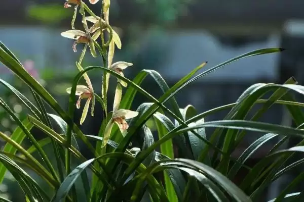 兰花的种植方法 ,兰花种植前消毒杀菌有何重要性？插图6