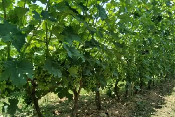 葡萄病虫害防治技术全解：不同病害为害部位的应对策略插图5