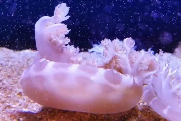 水母常见的品种？认识水母常见品种要了解哪些关键的物种分类和特性？插图4