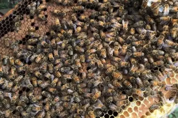 意蜂怎样组织双王群，先混淆两群蜂的群味后再组成双王群插图2
