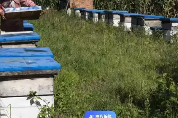 养蜂有没有补贴，取决于当地的政策插图1