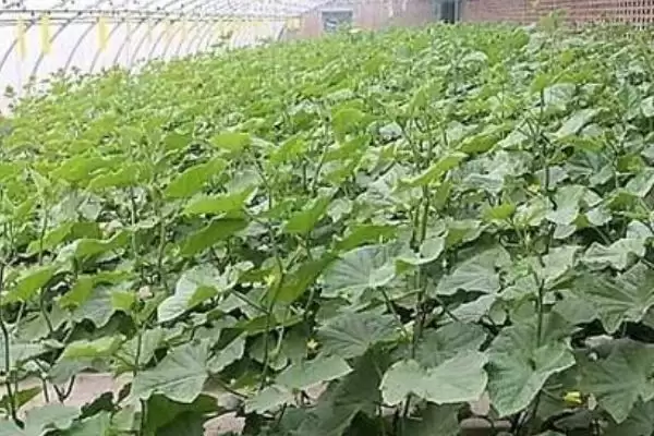 越冬水果型小黄瓜栽培技术的方法和重点？种越冬小黄瓜要做好哪些细节？插图4