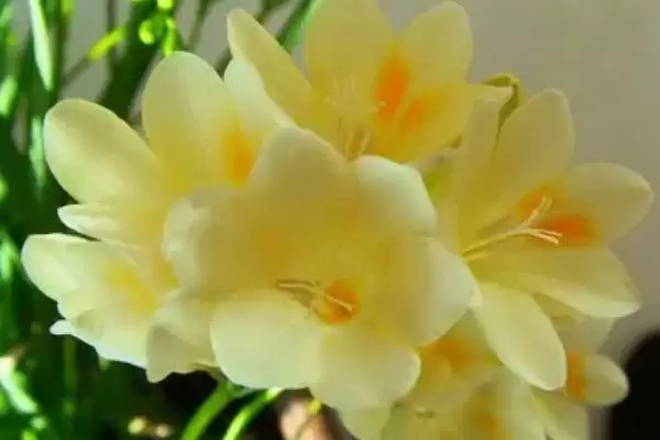 小苍兰开花时间的要点和判断？判断小苍兰开花时间需注意什么？插图3