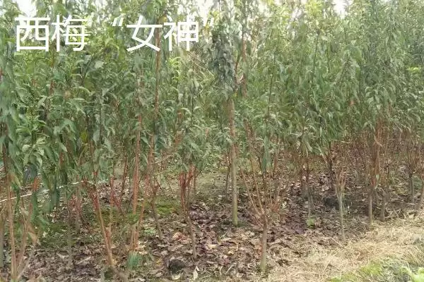 黑霸王李子苗的价格，一棵需要3-6元左右插图9