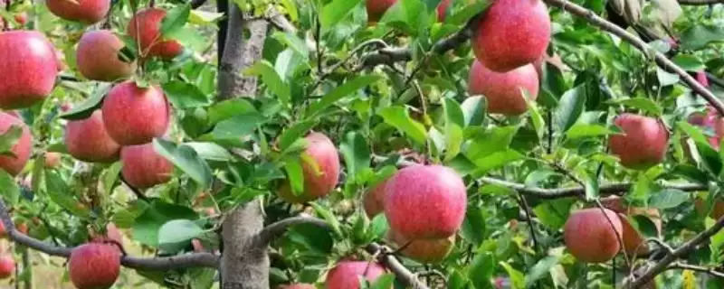 苹果个头小的原因，可能是施肥过剩或病虫害影响等-会东网