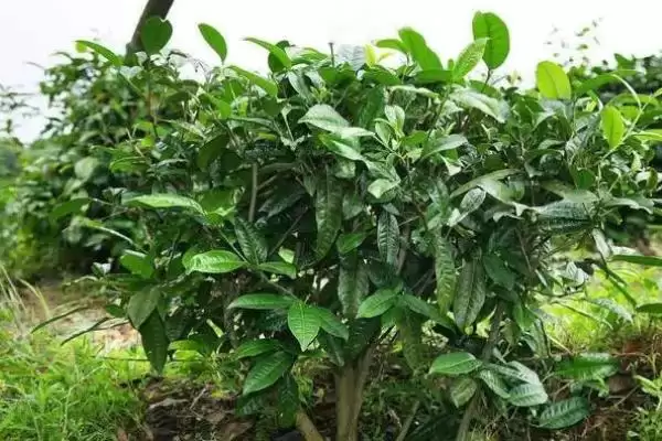茶树是不是蜜源植物，属于蜜源植物插图5