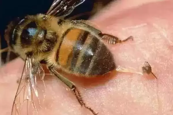 蜂毒在人体能存在多久，一般3-4天就会被代谢掉插图1