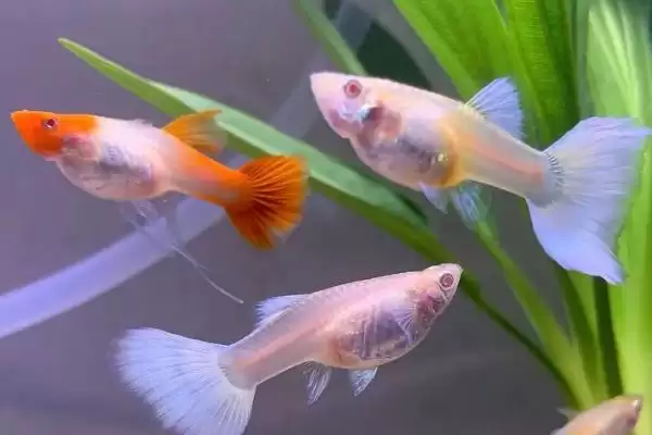 孔雀鱼上下急游的原因 ,哪些鱼病会使孔雀鱼上下急游呢？插图2