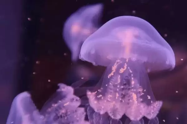 水母常见的品种？认识水母常见品种要了解哪些关键的物种分类和特性？插图2